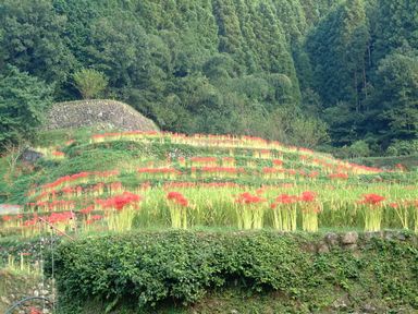 彼岸花と棚田.jpg