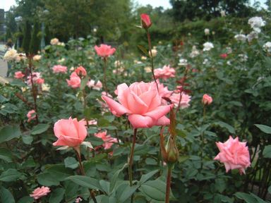 花回廊薔薇園.jpg