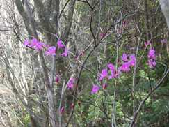 山ツツジも咲き始めていました