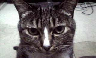 ルネごあいさつ