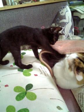 「でやっ！」　「にゃっ、にゃにをするっ！」