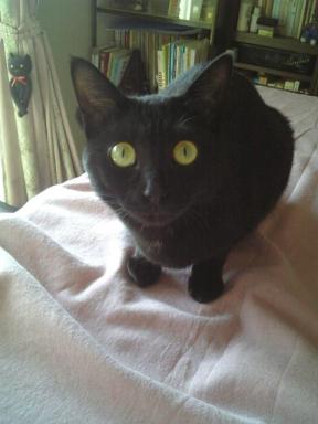 ピアノの上のタンコロ