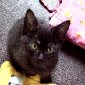 でっかい猫たち、遊んで遊んで！