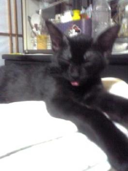 暑ぅてかなわんにゃ～