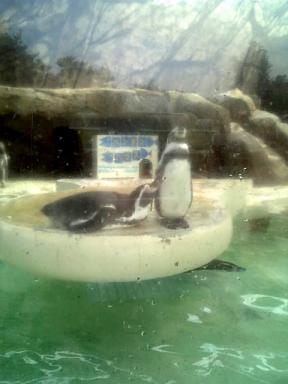 僕らも実は暑いんだけどさ