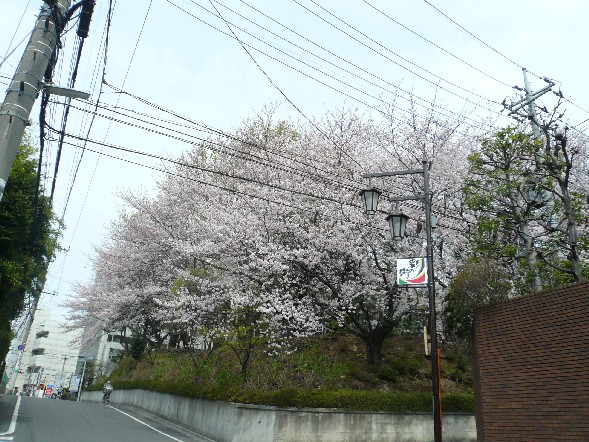 桜１