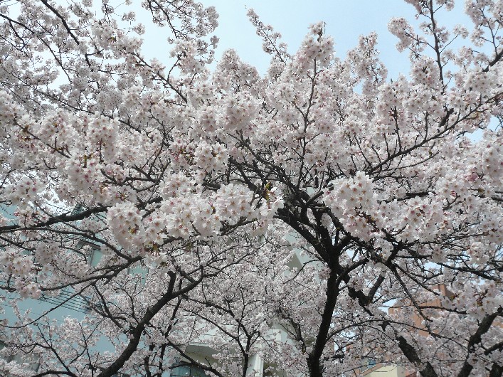 桜２