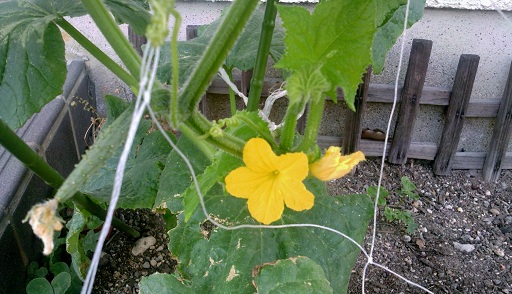 ちびきゅうりと雄花