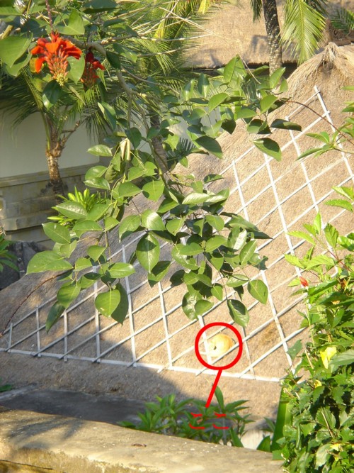 屋根猫2.jpg