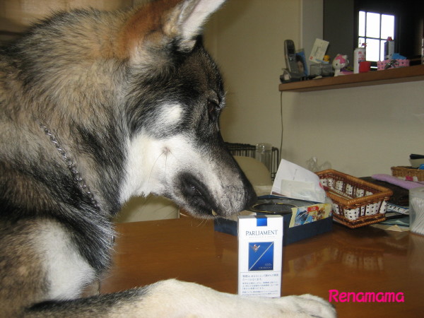 tabaco