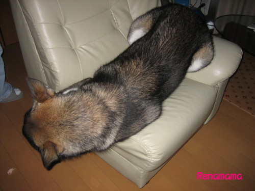 kyuukutsujya