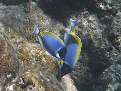 熱帯魚