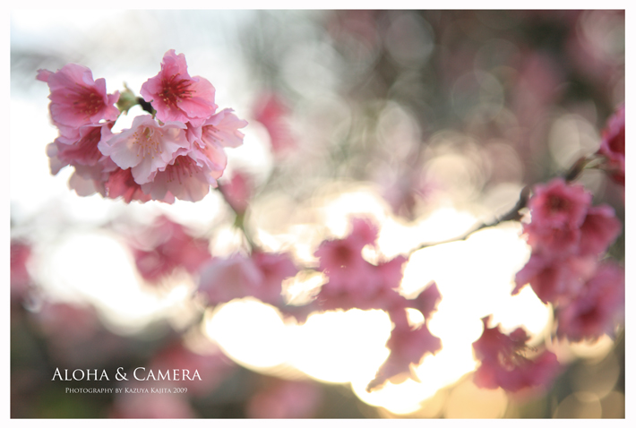 sakura