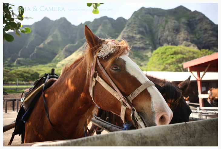 kualoa-ranch-008.jpg