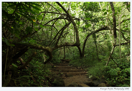 manoa-falls-2.jpg