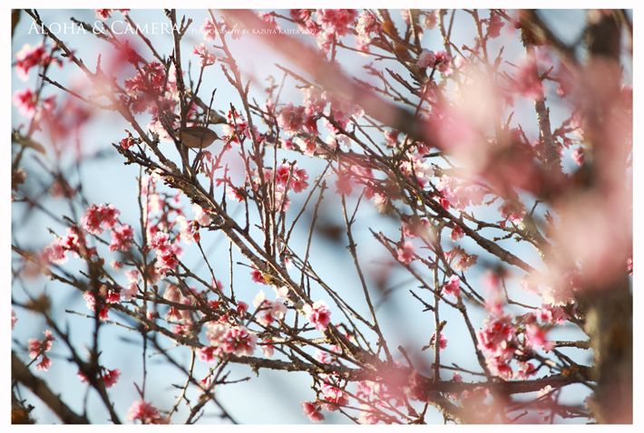 ハワイの桜