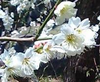 緑萼梅