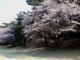 ２００８桜６