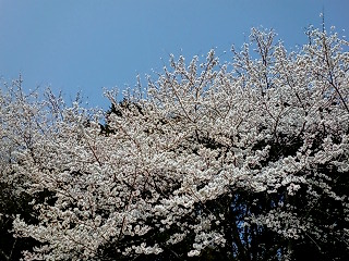 ２００８桜１７