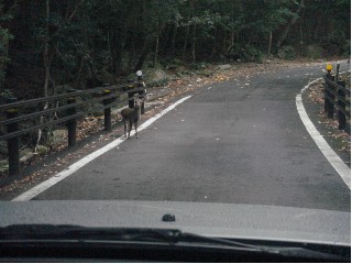 道路に鹿が！