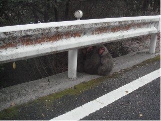 道路に猿が！