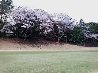 2008桜１