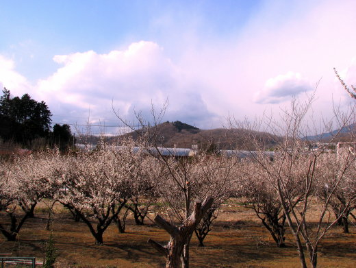 春・ウチの裏山.jpg