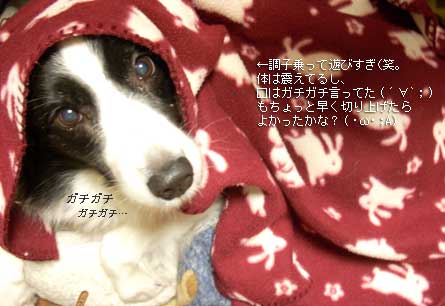 ひめ