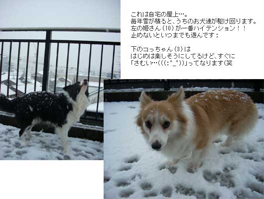 姫と小音