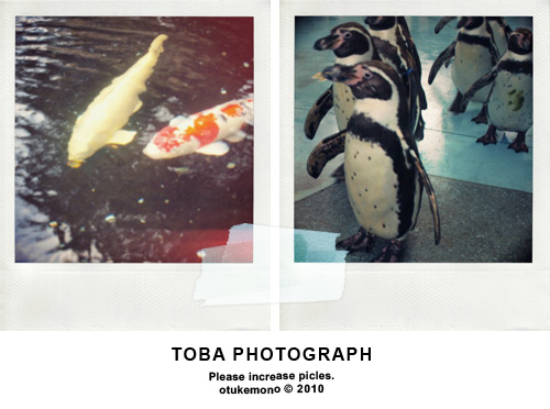コイとペンギン.jpg