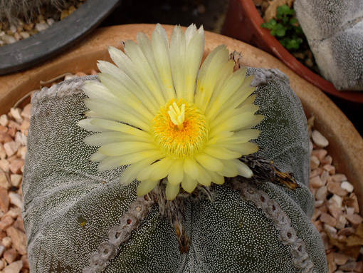 サボテンの花　クリーム.jpg