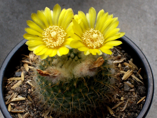 サボテンの花　イエロー.jpg