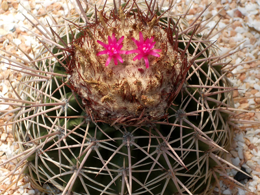 サボテンの花　チェリー.jpg