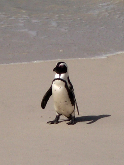 ペンギン村　Ｑ.jpg