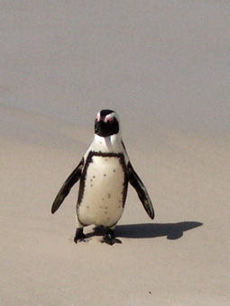 ペンギン村　Ｌ.jpg