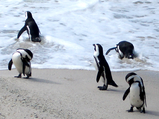 ペンギン村　Ｅ.jpg