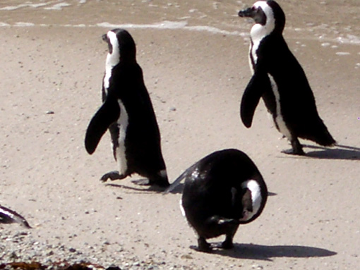 ペンギン村　Ｋ.jpg