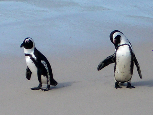 ペンギン村　Ｎ.jpg