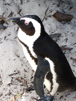 ペンギン村　Ｃ.jpg