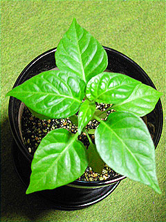 habanero_2007_11_02.jpg