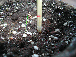 habanero_2007_06_20.jpg