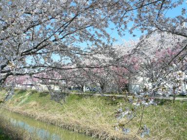 八間堀の桜
