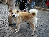 s-CIMG4971.jpg