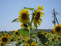 IMG_1050.jpg