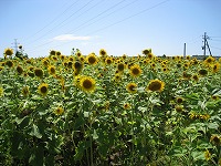 IMG_1053.jpg