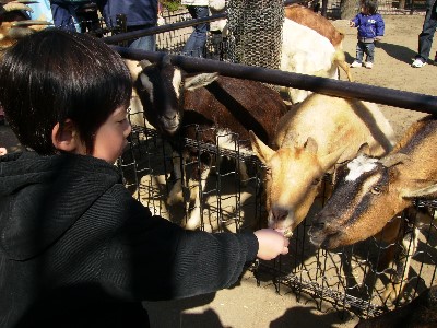 2月10日　恵翔とヤギ