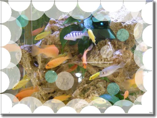熱帯魚