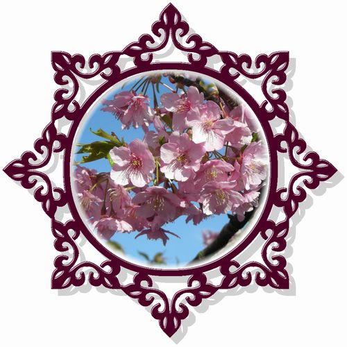 河津桜
