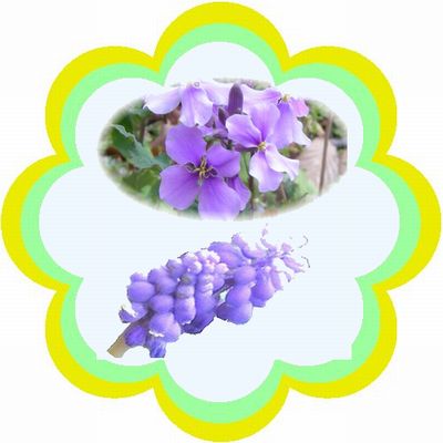 花大根、ムスカリ