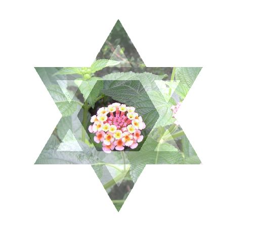 ランタナ（七変化）